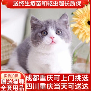 纯种英短蓝白蓝猫折耳美短金吉拉(金吉拉)银渐层加菲布偶猫幼猫活体宠物猫
