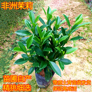 非洲茉莉盆栽大型花苗室内四季常绿植物庭院阳台花卉净化空气树苗