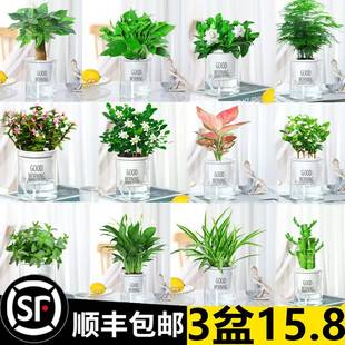 绿萝吊兰多肉发财树花卉盆栽植物，办公室内小绿植去除水培甲醛好养