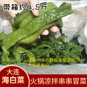 大连海白菜裙带菜梗带箱新鲜海洋蔬菜凉拌火锅串串冒菜麻辣烫