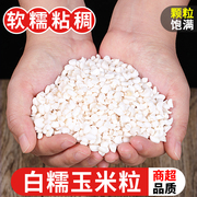 广西忻城珍珠玉米粒10斤装应当季白糯玉米白玉米煮玉米粥杂粮