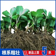 草莓苗当年结果南北方种植室内盆栽带土浆蓝莓水果树草莓秧子