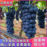 现摘云南夏黑葡萄5斤整串果新鲜孕妇，水果蓝莓葡萄无籽