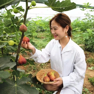 无花果树果苗当年结果盆栽青皮无花果树苗庭院耐寒果树苗波姬红