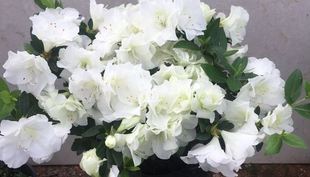 西德玉杜鹃花 白色花朵  一物一拍花园阳台绿植盆栽花卉杜鹃花苗