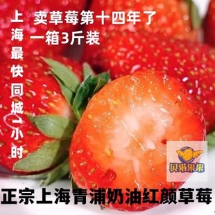 贝塔果果现新鲜水果青浦红颜，奶油草莓礼盒装非丹东99章姬上海