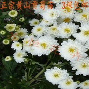 食用菊花苗 黄山贡菊苗 药用菊花苗盆栽 食用菊花苗 3棵