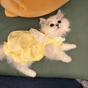 猫咪夏季裙子宠物衣服薄款可爱好看蕾丝布偶英短蓝猫防掉毛蓬蓬裙