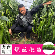 特大螺丝椒苗 巨型陇椒种子辣椒种苗  基地四季种植高产蔬菜种子