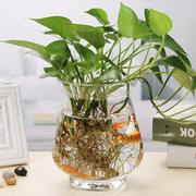 玻璃花瓶水培绿萝简约创意水培，植物花盆透明容器水养绿萝插花容器