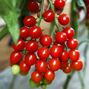 冰淇淋樱桃小番茄种子圣女果西红柿水果盆栽四季孑阳台蔬菜种籽子