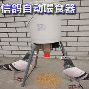 自动喂食机鸡鸽子定时喂鸡养殖鸡鸭神器全自动投远程投料机设备