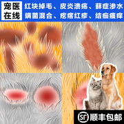 狗狗猫咪皮肤病专用药真菌螨虫，内服皮炎治疗瘙痒狗癣脱毛红肿皮屑