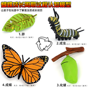 仿真科教动物蝴蝶昆虫模型玩具认知成长毛毛虫儿童益智教育礼物