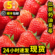 空运5斤丹东99草莓当季新鲜水果红颜孕妇奶油九九草莓甜整箱