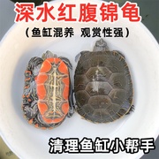 西锦龟红腹西部锦龟深水龟，鱼缸混养吃粪宠物，观赏吃垃圾情侣龟活体