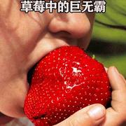 四季奶油草莓种子 草莓白爬藤特大种籽草莓阳台盆栽水果种子