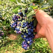盆栽蓝莓树果苗南北方盆栽果树带果花篮莓苗地栽蓝莓树苗当年结果