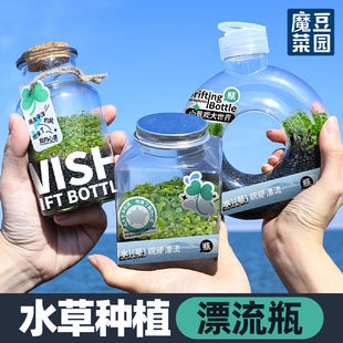 水草漂流瓶水培瓶中植物水草种子儿童种植小盆栽生态微景观造景瓶