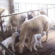羊床漏粪板羊圈羊舍养殖厂脚垫竹制品接粪板养羊畜牧用品保育