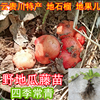 六月六野生地瓜藤苗结果可食用地石榴根地果儿地枇杷苗沙绿化植物