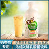 高浓缩(高浓缩)乳酸菌奶，茶店专用商用发酵菌益生菌优酸乳优酪多浓浆饮品