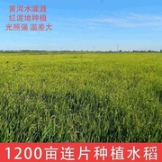 内蒙河套大米非东北五常大米稻花香米，新米袋装5kg