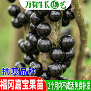 嘉宝果苗台湾进口福冈嘉宝果树苗名贵水果盆栽果苗树葡萄苗