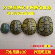 外塘大小巴西龟红耳龟宠物龟观赏龟小乌龟巴西龟活体批包活发