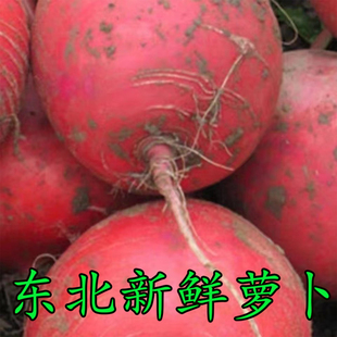 大红萝卜新鲜蔬菜东北吉林地红萝卜大红袍白心，红皮辣萝卜水果萝卜