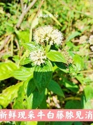 深山牛白藤脓见消山甘草凉茶藤白藤草毛鸡屎藤自晒无硫土加藤500g