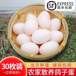 新鲜鸽子蛋杂粮喂养新鲜鸽蛋农家散养白鸽蛋30枚个装