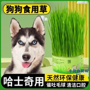哈士奇犬专用狗草宠物狗狗可以吃的草补充微量元素牙齿清洁食用草