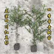 正宗南方红豆杉树苗盆栽室内盆景绿植四季常绿长青植物