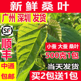 新鲜桑叶学生蚕宝宝套装饲料，春蚕卵小蚕虫嫩桑叶现摘桑叶新鲜