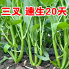 正宗高产三叉空心菜种籽柳叶，通心菜种子四季阳台，蔬菜种子盆栽菜园