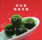 海藻球marimo「球藻君，」生态瓶微景观，迷你绿植物送旅行装日本