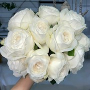 伊芙婚礼之路月季花苗大花浓香开花纯白色玫瑰花四季盆栽花卉欧月