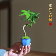 发财树迷你小盆栽，室内桌面绿植创意植物四季常青招财盆景办公室