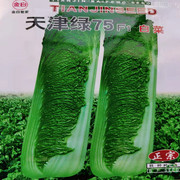 天津绿青麻叶白菜种子夏秋蔬菜包心长筒型高产大白菜农家菜园种子