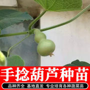 小手捻葫芦种子盆栽四季种植庭院阳台爬藤植物，种子室内绿色葫芦籽