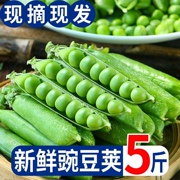 豌豆新鲜青豆甜豆蔬菜新豌豆(新豌豆)云南水果甜豌豆5斤豆荚当季整箱