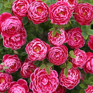 日本玛丽月季花苗盆栽阳台露台，庭院特大花浓香，玫瑰四季开花卉植物