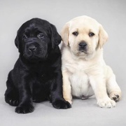 纯种拉布拉多犬活体黑白色，大骨架导盲犬，大型金毛幼犬家养宠物真狗