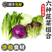 蔬菜沙拉组合4斤红叶苦菊罗马绿毛球生菜紫包菜混合轻食沙拉食材