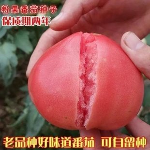 老品种西红柿种子高产非转基因，大番茄蔬菜水果室内盆栽番茄籽