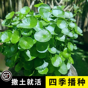 水养铜钱草籽种子四季播种水培，招财植物花卉庭院，阳台盆栽花种籽子