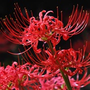 彼岸花曼珠沙华石蒜花多年生种球花卉室内庭院四季绿植盆栽花种子