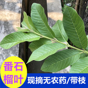 广西玉林本地新鲜芭乐叶现摘番石榴，叶泡水(叶泡水)芭乐，叶子茶带枝头嫩叶