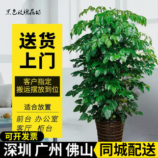 绿宝树幸福树盆栽，大型绿植客厅花卉办公室，绿化植物吸甲醛净化空气